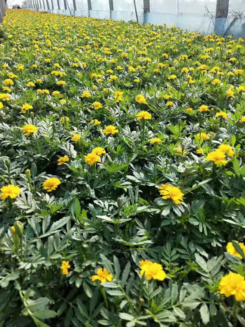 孔雀草种子观赏庭院阳台盆栽花卉景观绿化小万寿菊花种子