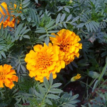 孔雀草种子观赏庭院阳台盆栽花卉景观绿化小万寿菊花种子