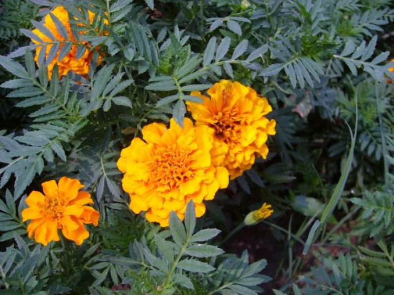 孔雀草种子观赏庭院阳台盆栽花卉景观绿化小万寿菊花种子