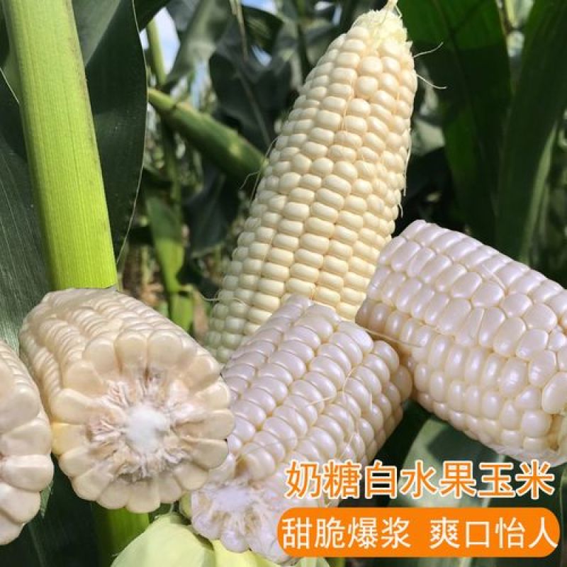 超甜水果玉米种子种籽生吃甜糯彩糯大棒春夏秋四季甜玉米籽糯