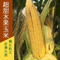 超甜水果玉米种子种籽生吃甜糯彩糯大棒春夏秋四季甜玉米籽糯