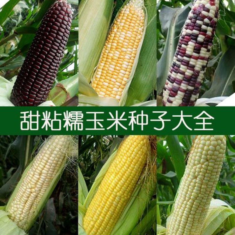 超甜水果玉米种子种籽生吃甜糯彩糯大棒春夏秋四季甜玉米籽糯