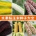 超甜水果玉米种子种籽生吃甜糯彩糯大棒春夏秋四季甜玉米籽糯