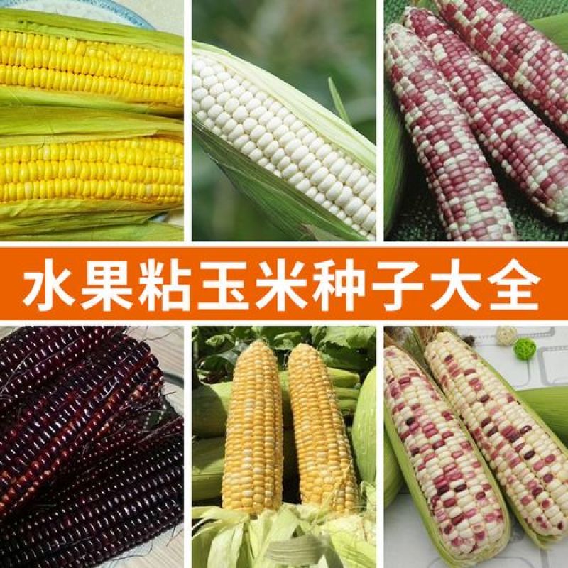 超甜水果玉米种子种籽生吃甜糯彩糯大棒春夏秋四季甜玉米籽糯