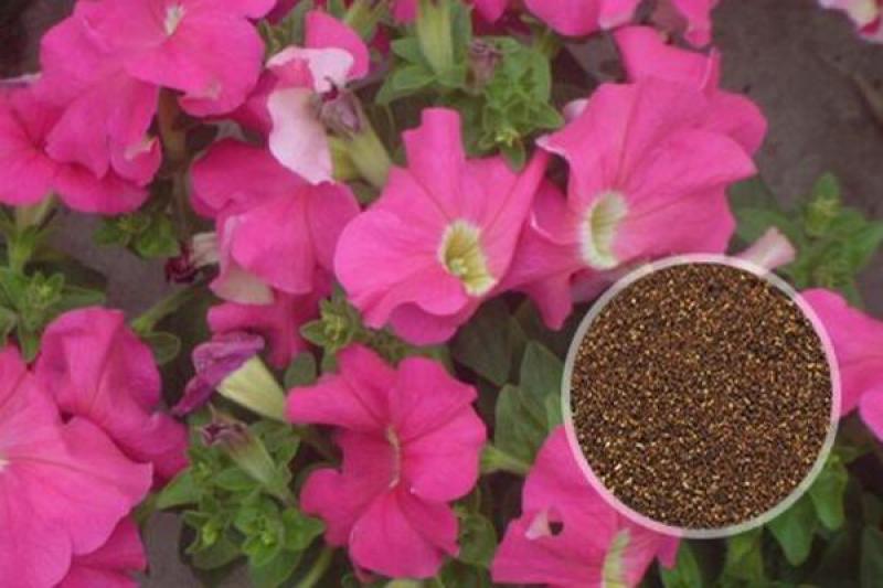 矮牵牛种子四季易种花种子室内阳台盆栽植物花卉种籽易活