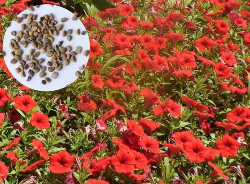 矮牵牛种子四季易种花种子室内阳台盆栽植物花卉种籽易活