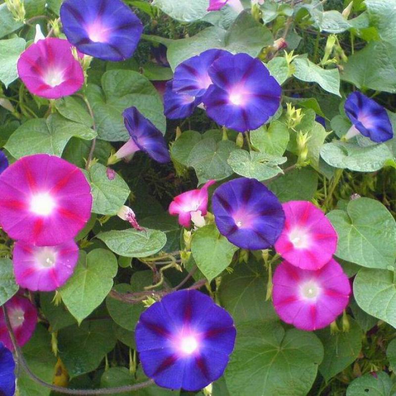 矮牵牛种子四季易种花种子室内阳台盆栽植物花卉种籽易活