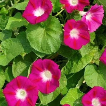 矮牵牛种子四季易种花种子室内阳台盆栽植物花卉种籽易活