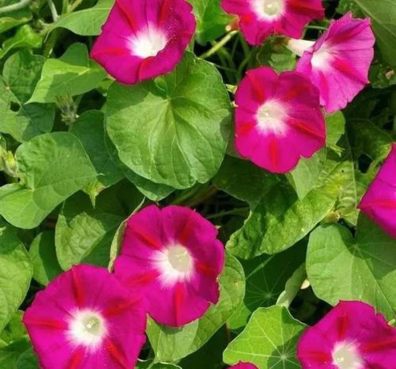 矮牵牛种子四季易种花种子室内阳台盆栽植物花卉种籽易活