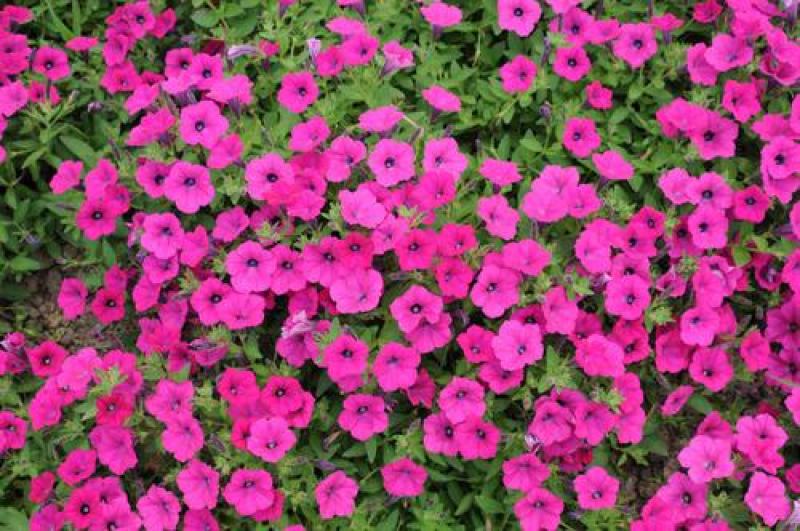 矮牵牛种子四季易种花种子室内阳台盆栽植物花卉种籽易活