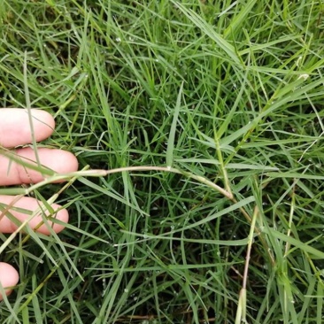 进口狗牙根草坪种子巴根草种籽四季常青护坡固土草籽耐旱耐踏