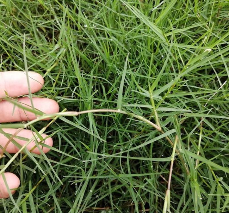 进口狗牙根草坪种子巴根草种籽四季常青护坡固土草籽耐旱耐踏