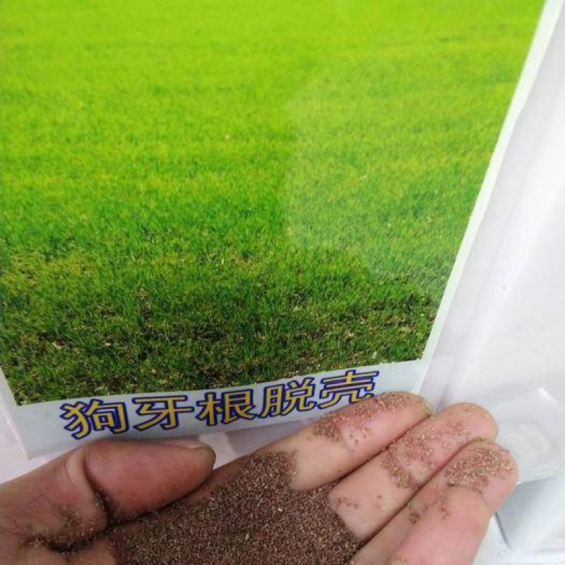 进口狗牙根草坪种子巴根草种籽四季常青护坡固土草籽耐旱耐踏