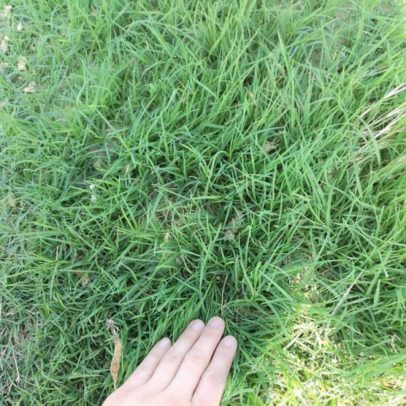 进口狗牙根草坪种子巴根草种籽四季常青护坡固土草籽耐旱耐踏