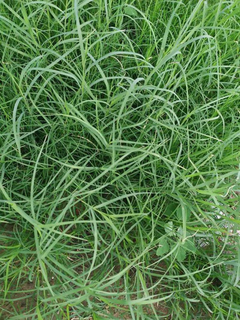 进口狗牙根草坪种子巴根草种籽四季常青护坡固土草籽耐旱耐踏