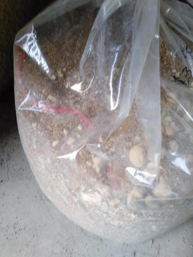 猴头菇碎沫猴头菇下脚料批发猴头菇原料批发