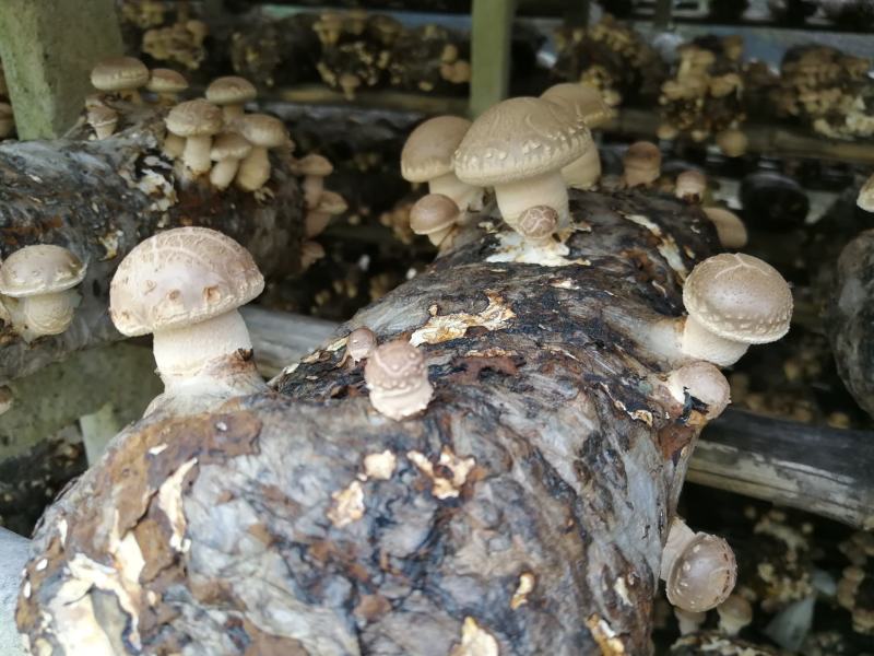 香菇（鲜白花菇、茶花菇、板菇、菜菇及大片子菇）量大价优
