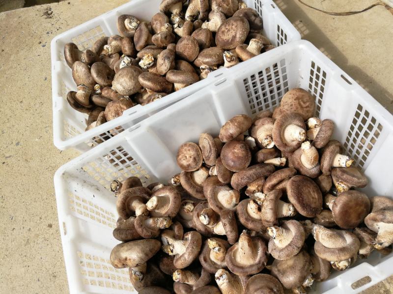 香菇（鲜白花菇、茶花菇、板菇、菜菇及大片子菇）量大价优