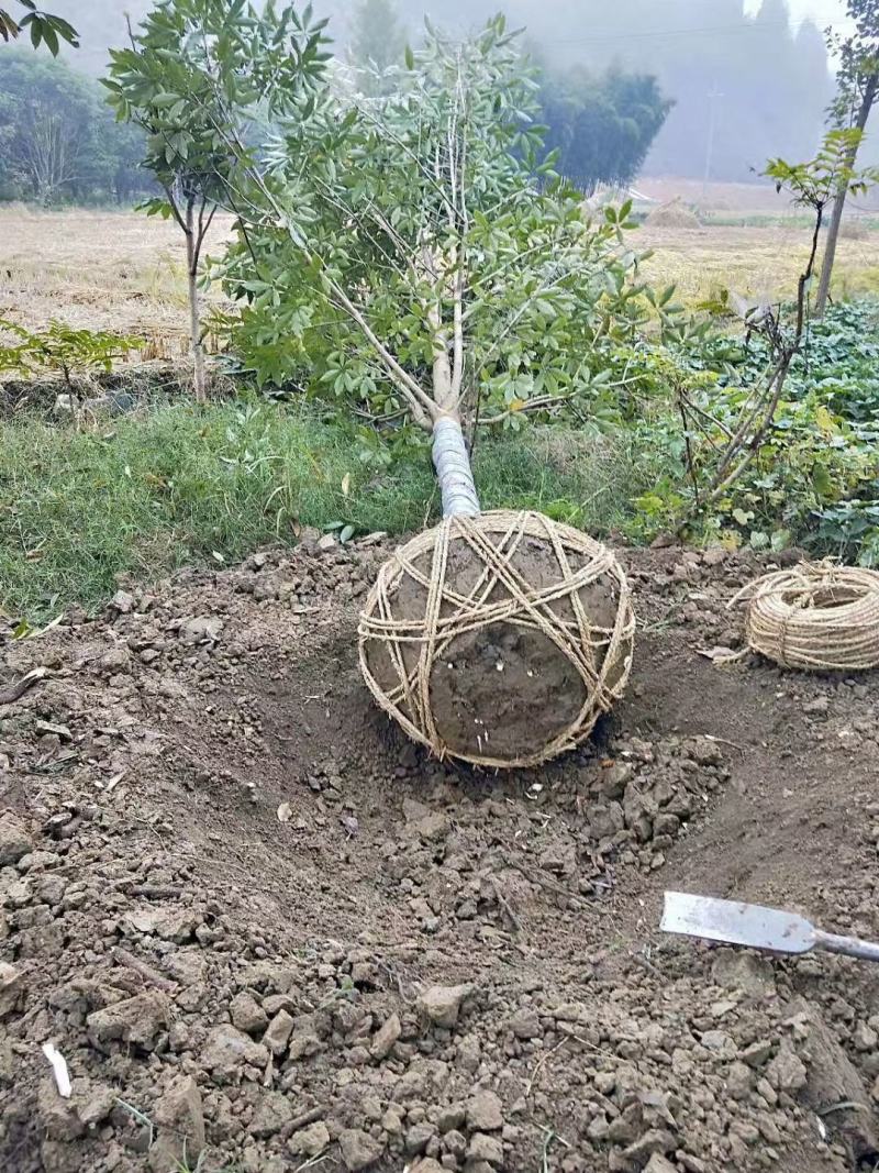 七叶树