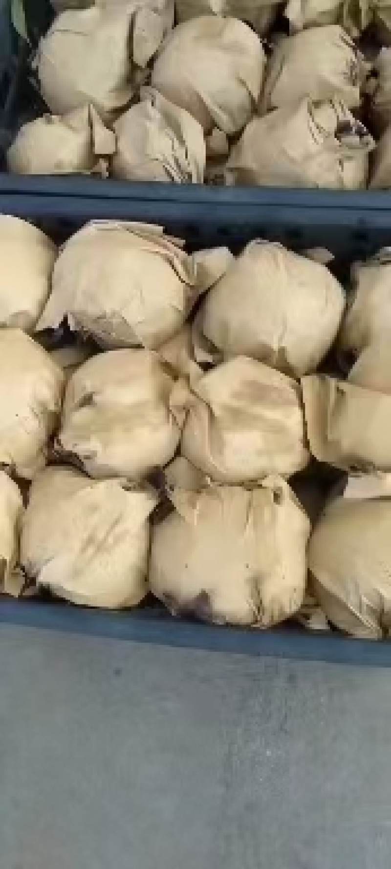 晚秋黄梨持续走货了