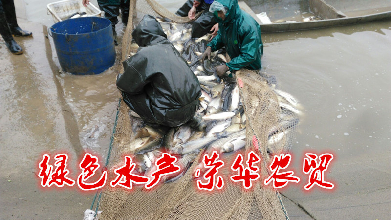 草鱼食用人工养殖活鱼1~2.5公斤