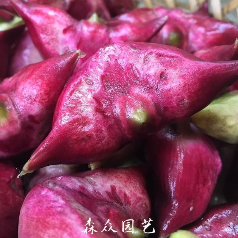 菱角青菱角红菱角种子两角菱角老菱角牛角菱角种苗