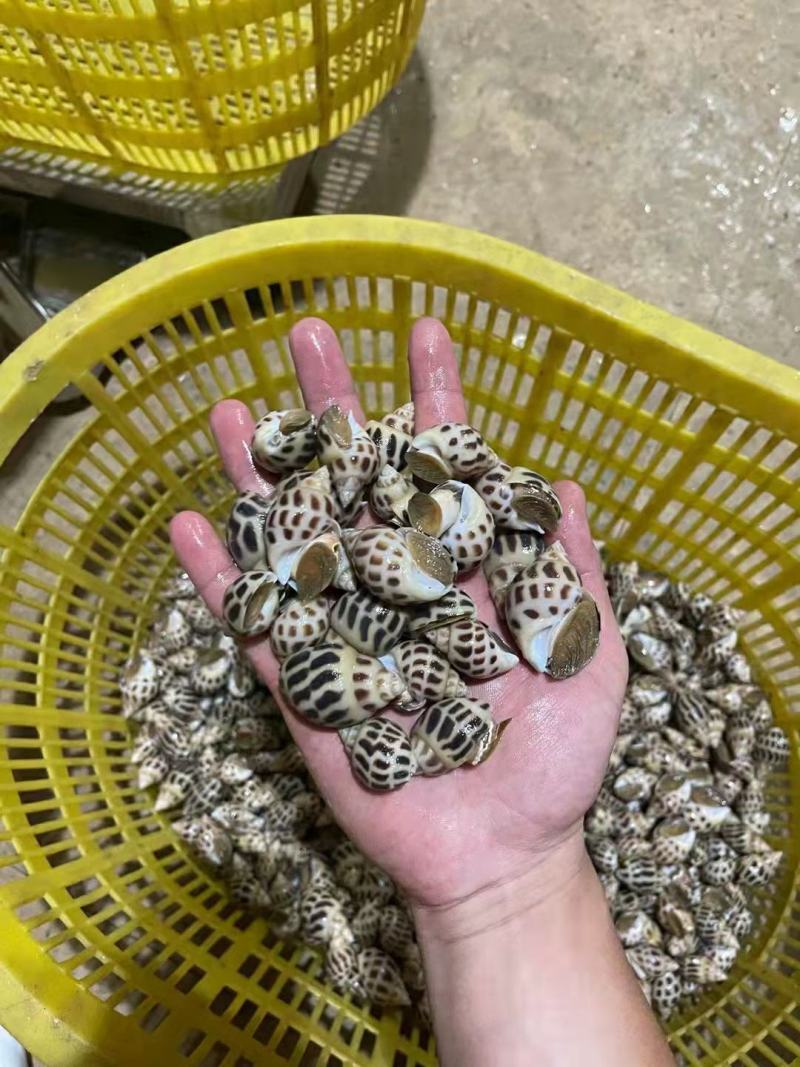花螺香螺生猛，50/60头北海发货，50斤起