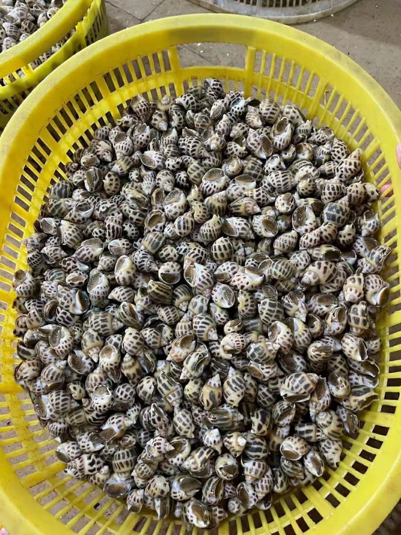 花螺香螺生猛，50/60头北海发货，50斤起