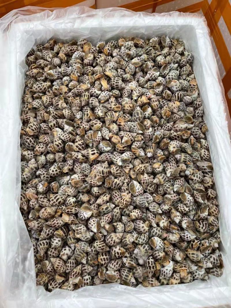 花螺香螺生猛，50/60头北海发货，50斤起