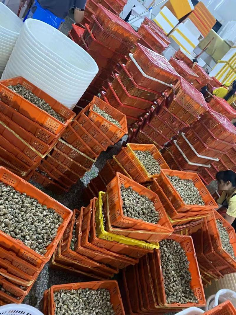 花螺香螺生猛，50/60头北海发货，50斤起