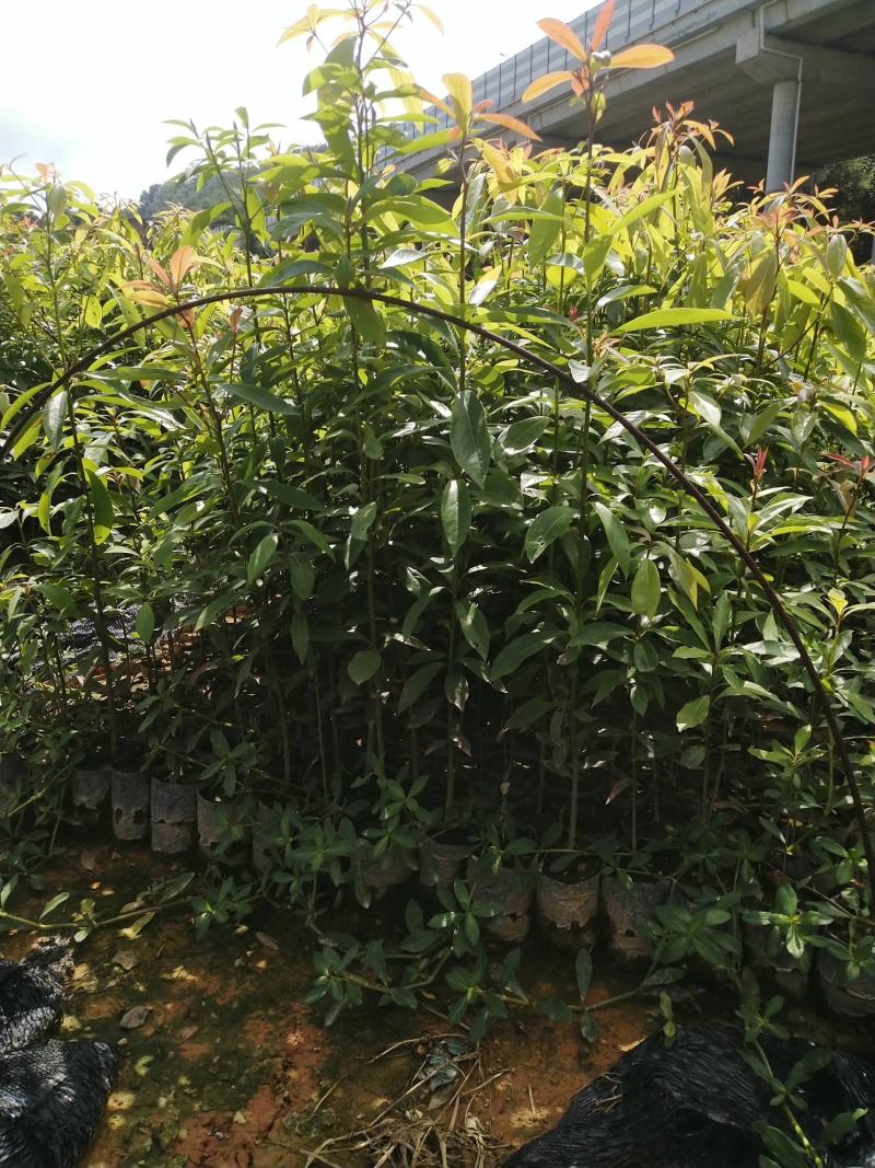 金丝楠木苗
