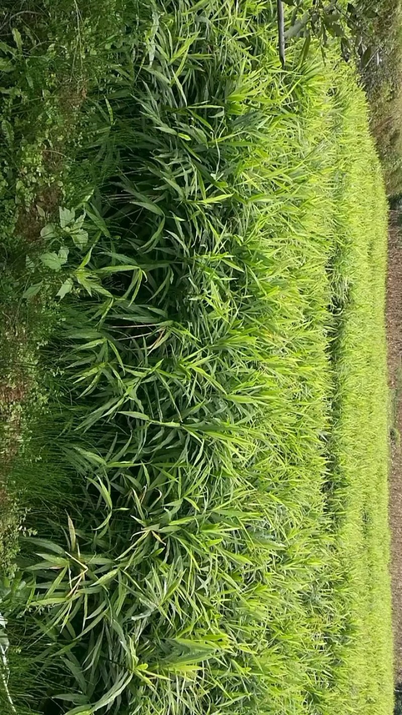生姜，泥姜，菜姜，姜种