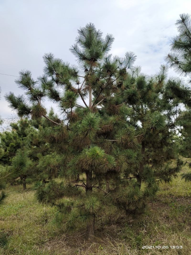黑松，(10公分一18公分黑松常年出售)。