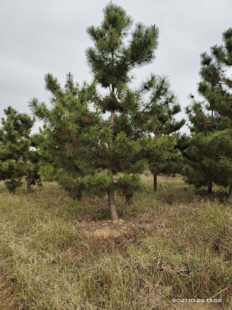 黑松，(10公分一18公分黑松常年出售)。