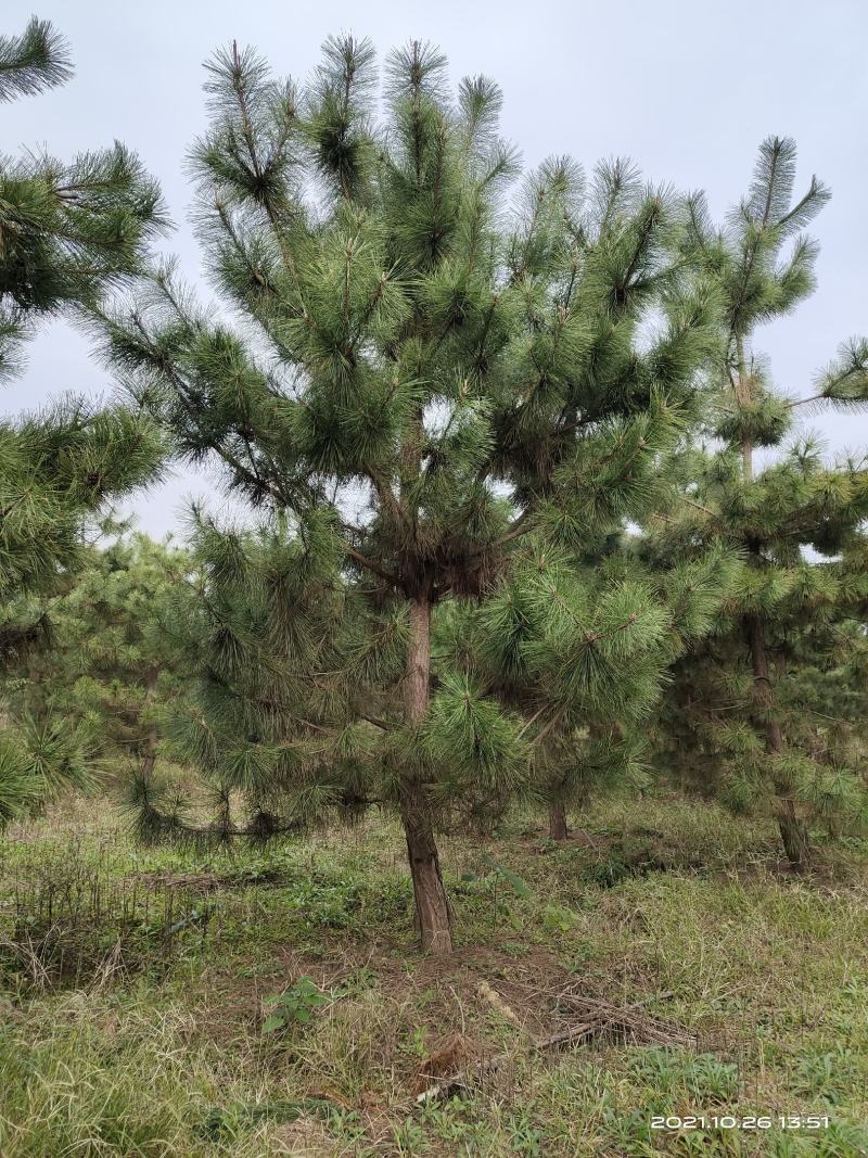 黑松，(10公分一18公分黑松常年出售)。