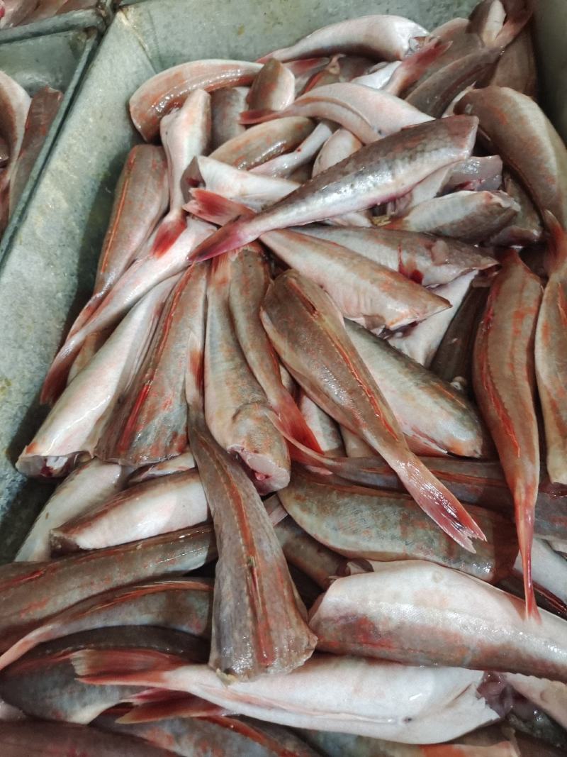 红娘鱼红头鱼两去烧烤鱼串原料火锅自助食材规格齐全
