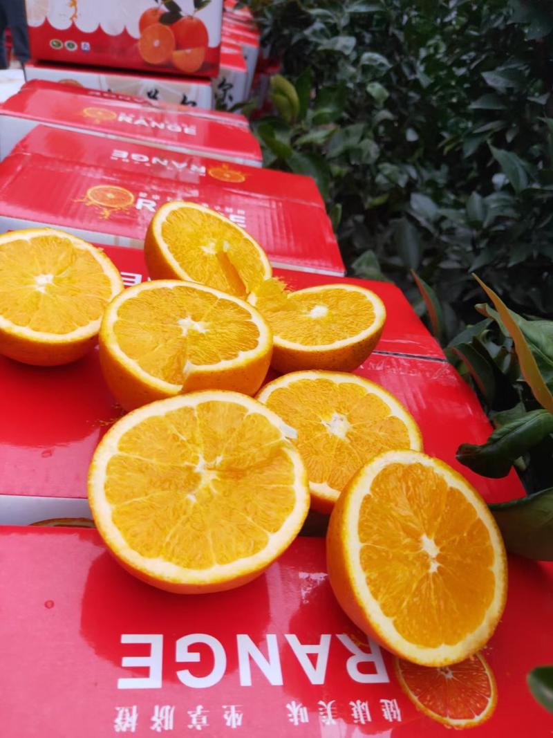 脐橙伦晚脐橙中华红橙长虹脐橙产地直发市场商超电商平台