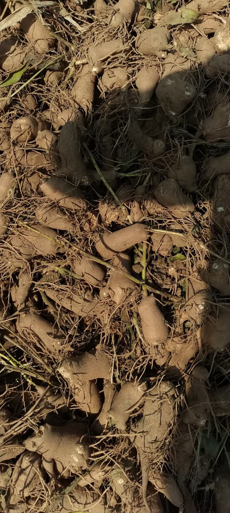 白术育苗育种基地出售改良白术秧子形状好大小均匀