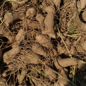 白术育苗育种基地出售改良白术秧子形状好大小均匀