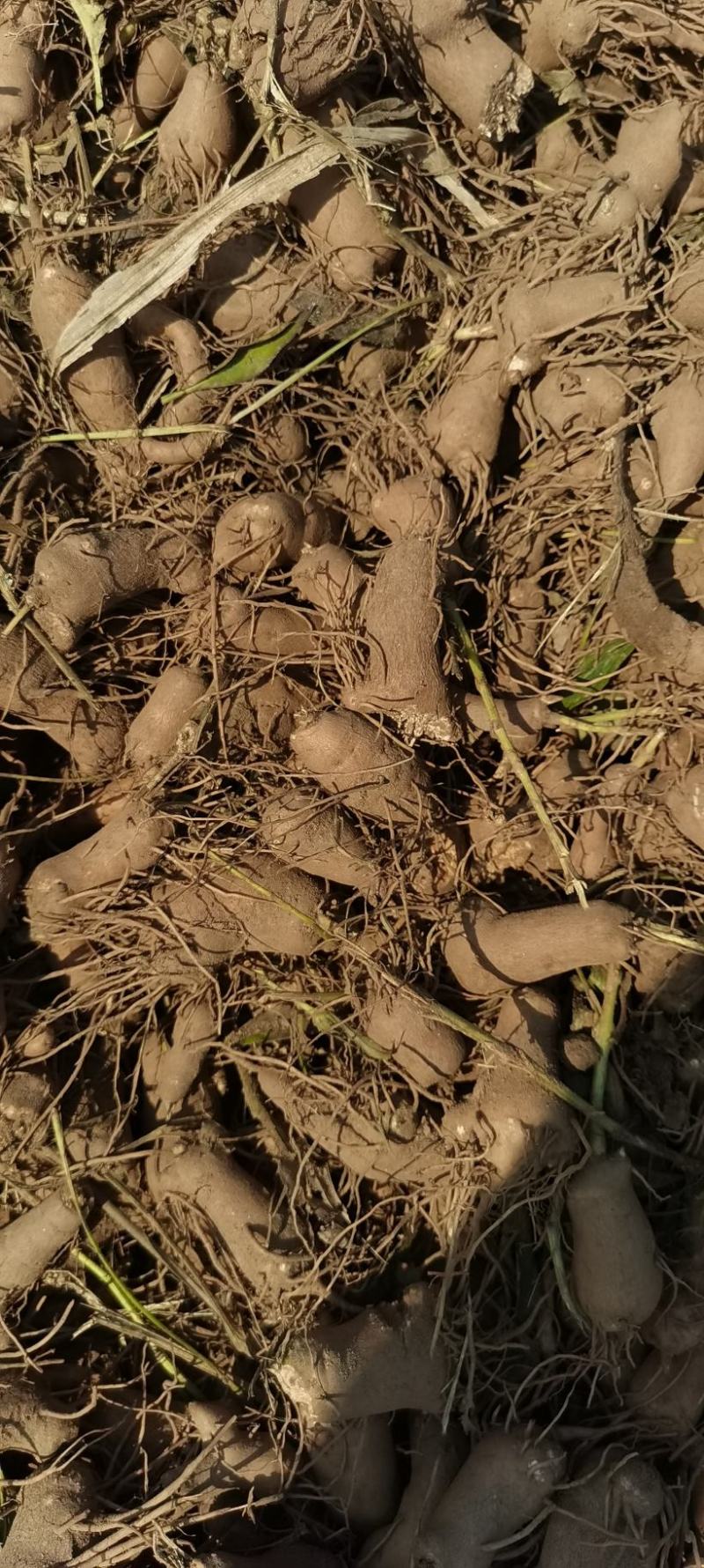 白术育苗育种基地出售改良白术秧子形状好大小均匀