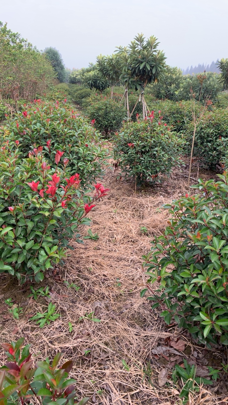 精品红叶石楠球，博天园林苗木基地D区，灌木之巅！