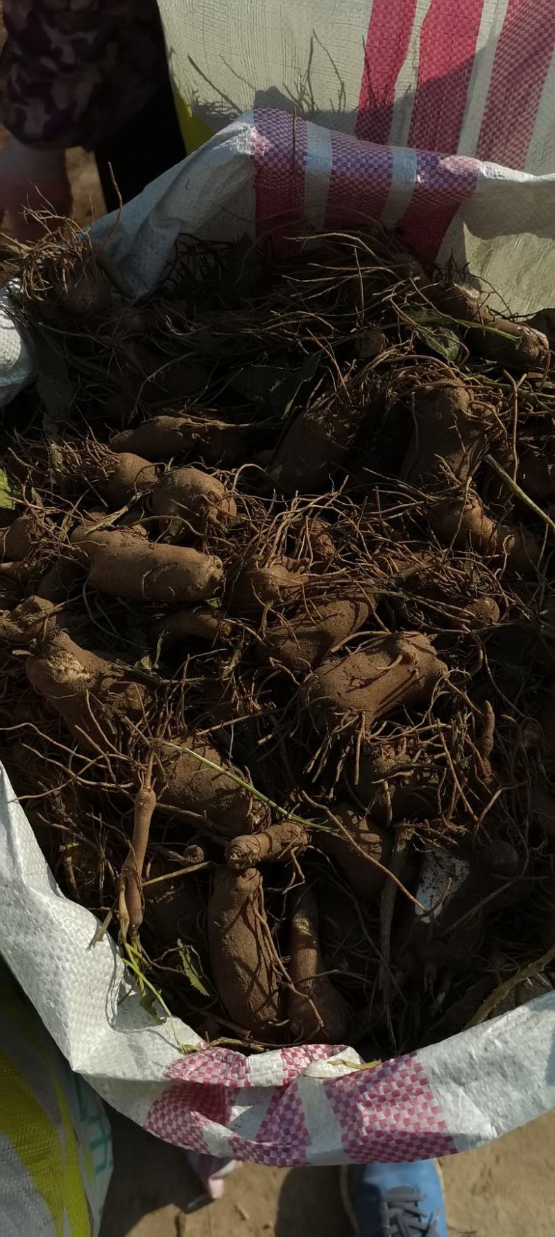 白术育苗育种基地出售改良白术秧子形状好大小均匀