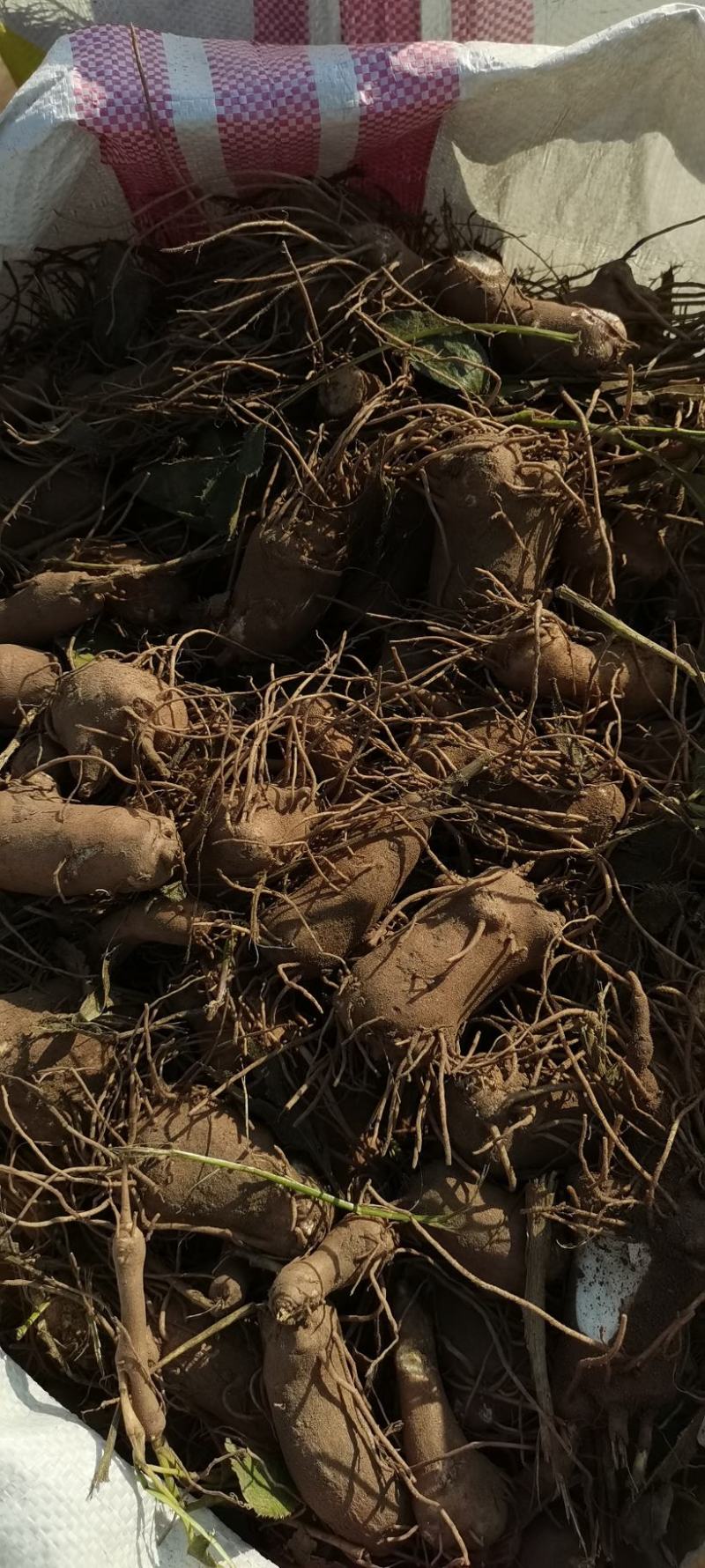 白术育苗育种基地出售改良白术秧子形状好大小均匀