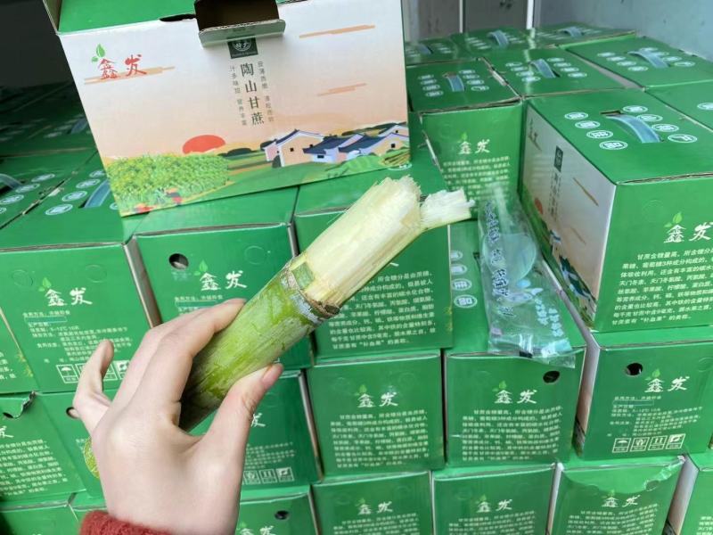 陶山青皮白玉甘蔗，好吃到爆