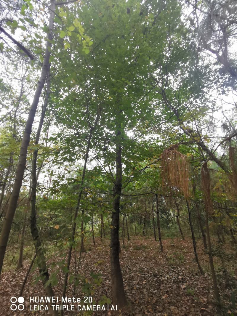 枫香各种规格原生截干反冒多年货源充足