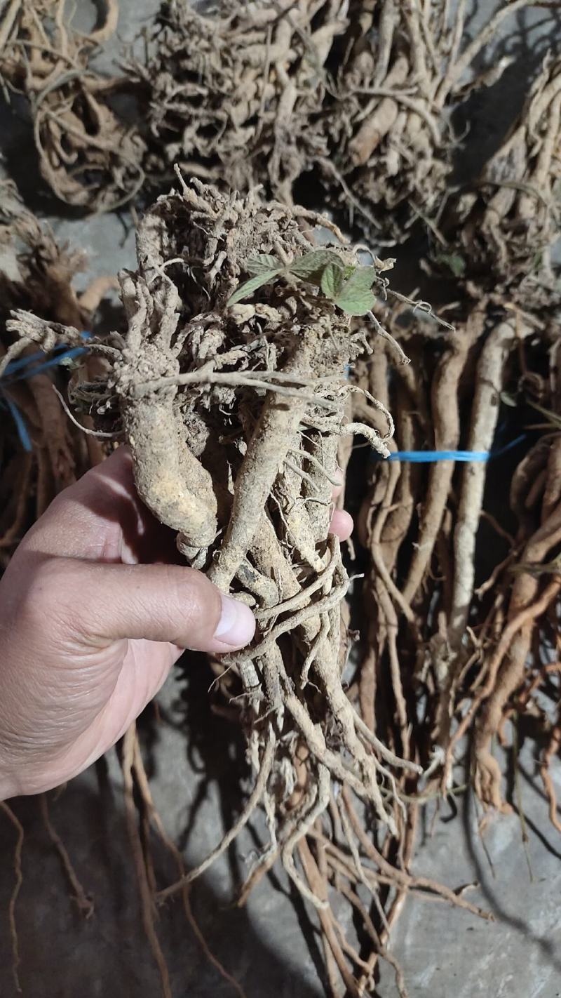 小叶千斤拔，红皮白肉小叶千斤拔云南一手货源，量大从优，