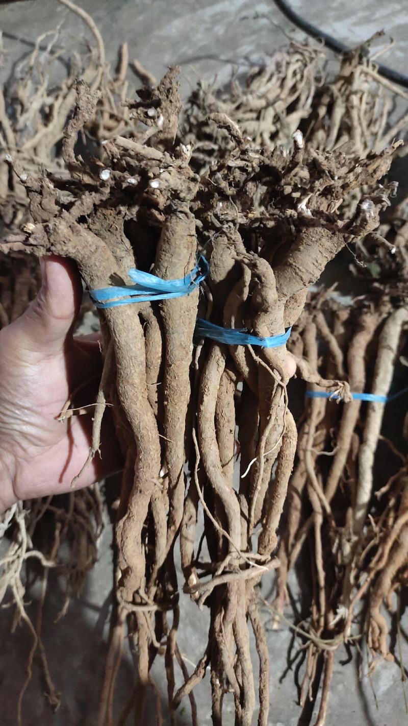 小叶千斤拔，红皮白肉小叶千斤拔云南一手货源，量大从优，