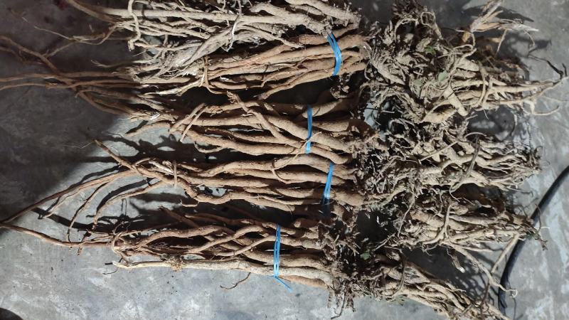 小叶千斤拔，红皮白肉小叶千斤拔云南一手货源，量大从优，