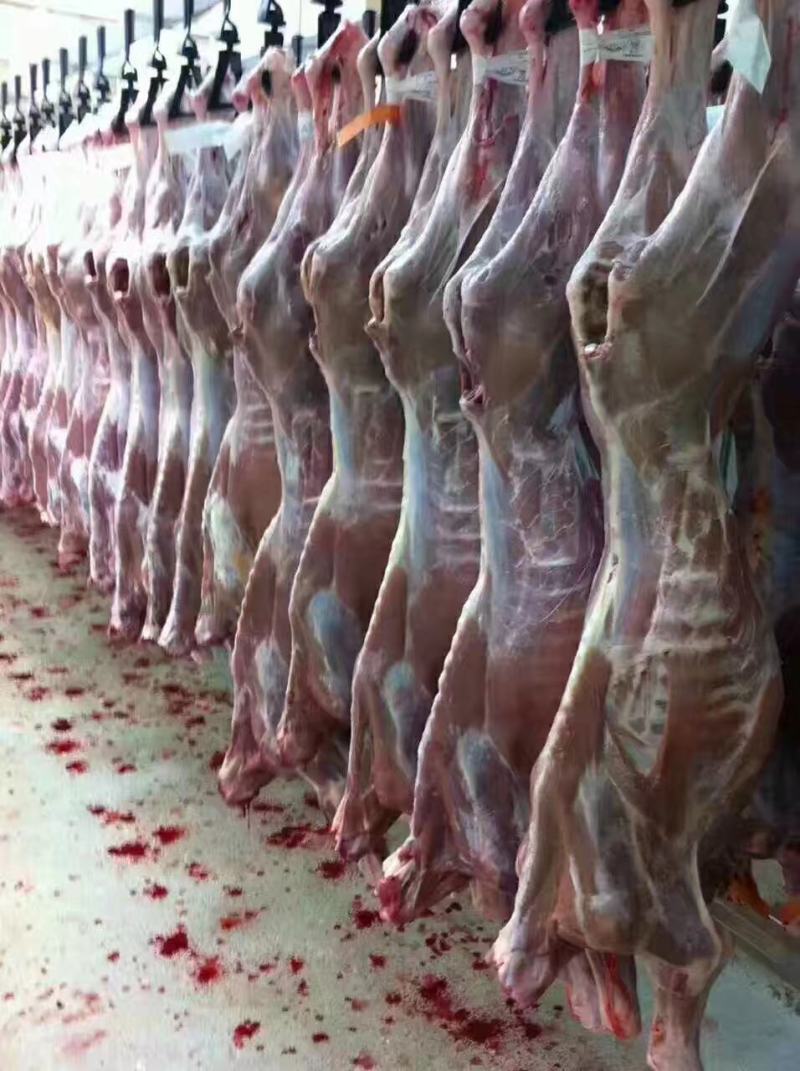 乳牛腿厂家直销精品乳牛腿，质量保证证件齐全量大优惠