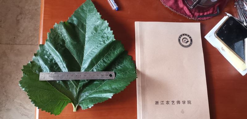 【有好货】养蚕桑树苗嫁接苗农桑14号，强桑1号